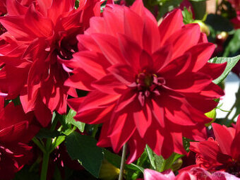 JIŘINY červené- - viz text a foto