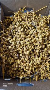 Palmové ořechy plody