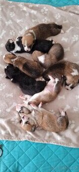 Welsh corgi ppembroke