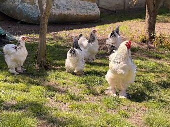 Brahmanka velká -  kolumbijská