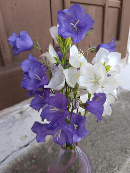 ZVONEK broskvolistý (bílý, modrý) - - viz text a fota