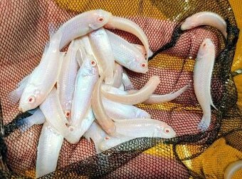 Malawi... Pseudotropheus socolofi "Snow White" albino