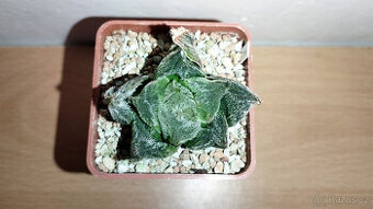Haworthia venusta hybrid ( sukulent )