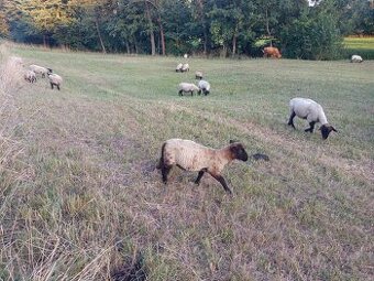 Jehňata Suffolk