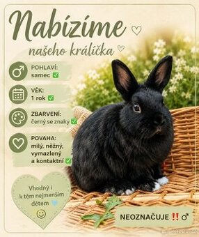 Zakrslý Králíček Hladký