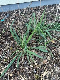 venkovní Juka vláknitá - Yucca filamentosa -sazenice