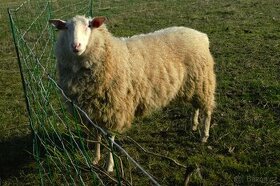 Prodám plemenného berana 100% východofríské ovce - 1