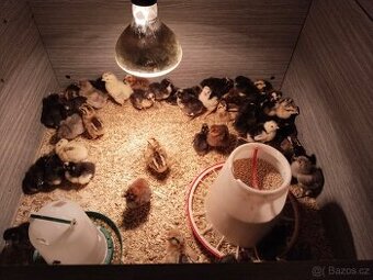 kuřátka Ayam Cemani ,Arakauna,Maranska,Wiandotka, Brakelky