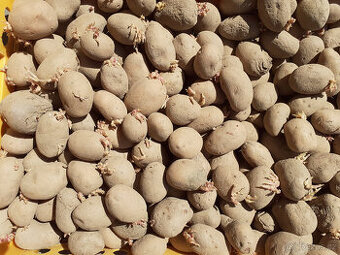 Sadbové brambory cca 7 kg