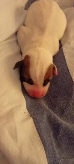Štěňata Jack Russell teriér