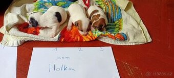 Štěňata Jack Russell teriér