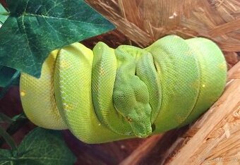 Morelia viridis - 1