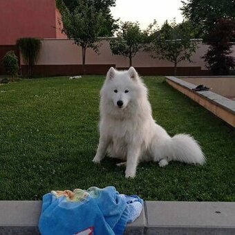 Samojed fena hledá kryti - 1