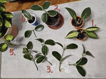 Pokojová rostlina - hoya různé
