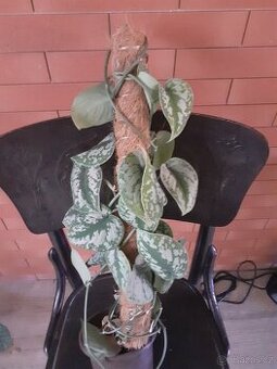 Scindapsus Exotica