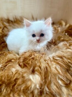 Ragdoll Red point a Cream point s PP