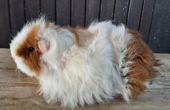 Samička texel, dlouhosrsté morče