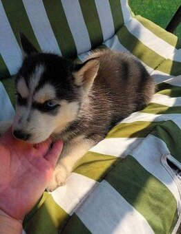 Sibirsky husky.