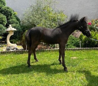 Minihorse hřebeček