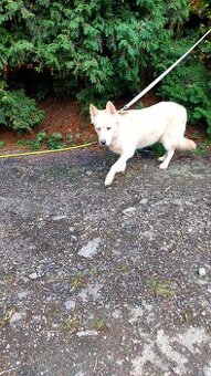 Bily ovcak, švycarsky,husky