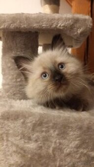 Kočka, Něvská maškaráda, sibiřská kočka, kočička s pp