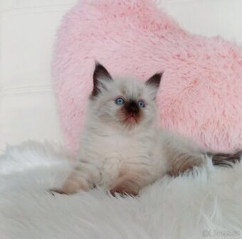 Kočka,  Něvská maškaráda, sibiřská kočka, kočička s pp