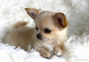 Čivava dlouhosrstá s PP - FCI -  pejsek