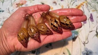 Africký šnek Lissachatina iredalei Zanzibar