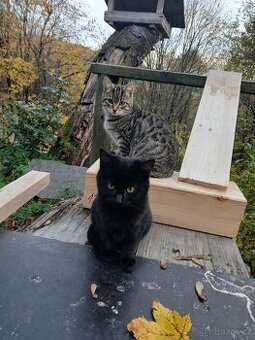 Daruji 3 "mušketýry"