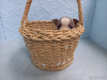 Bostonský terrier,Boston terier,Boston