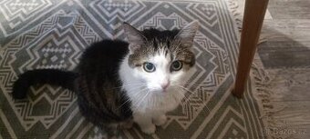 Daruji domácí kočku