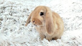 Zakrslý beránek, králíček, králík - JAYDEN