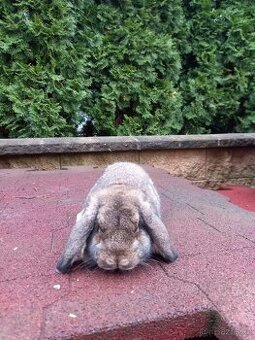 Zakrslý beran divoce zbarvený