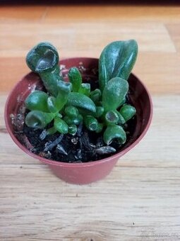 Tlustice Crassula ovata monstrosa