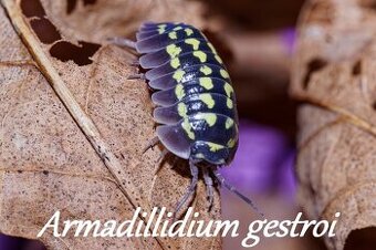 Isopod a chvostoskoci