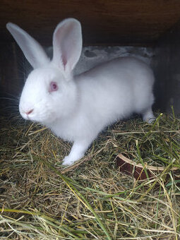 Prodám mladé králíky