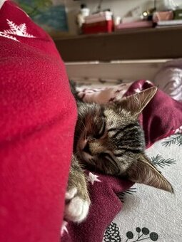 Hledám domov pro kotě