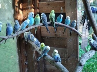 Kanár, Korela, Královák, Rosela, Andulka.