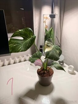 Monstera deliciosa 'Thai Constellation' - 1