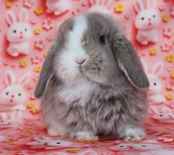 Zakrslí beránci NHD modrá očka . - 1