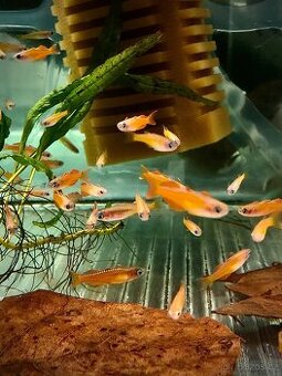 Nedělní prodej Akvarijních ryb