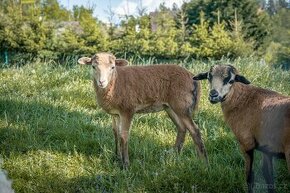 Prodám jehničky a beránky kamerunské ovce
