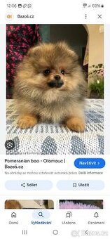 Pomeranian