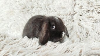 Zakrslý beránek, králíček, králík - DAN