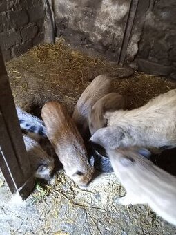 Mangalica selata
