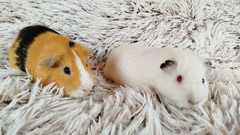 Morče, Morčátka, Morčata - VILÍK a TOMÍK