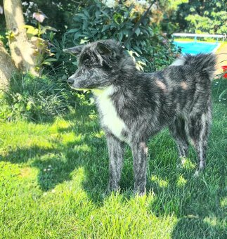 Akita inu štěně s průkazem původu, žíhaná fenka