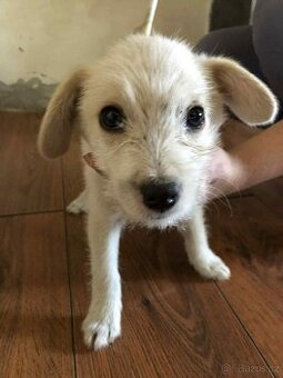 Jack Russel Terriér