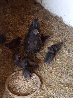Ayam Cemami