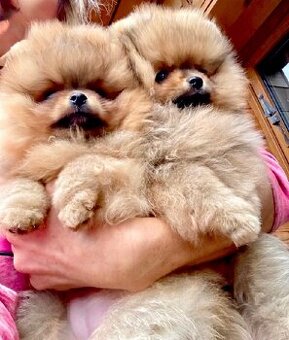 Pomeranian s PP/ FCI